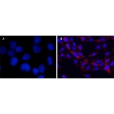 ДАПИ / DAPI dihydrochloride, powder, >/=98%, Merck (Millipore, Sigma-Aldrich, Supelco), D9542-10MG, 10 мг