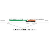 ДЛЯ КЛИЕНТОВ из США. SureFISH 8q13.3 NCOA2 3' BA 608kb P20 GR. NCOA2, Break Apart, 20 тестов, FITC, концентрат, ручное использование