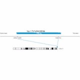 ДЛЯ КЛИЕНТОВ ЗА ПРЕДЕЛАМИ США. SureFISH 1q44 Chr1qTel 402kb P20 BL